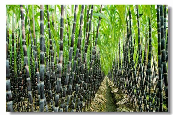 葡萄酒行业的石油或自然气蒸汽锅炉