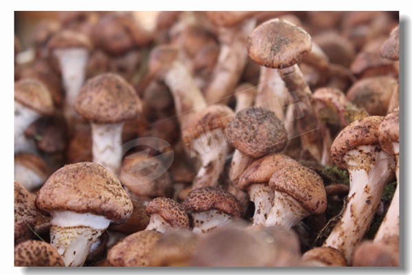 燃气锅炉的效率怎么盘算？