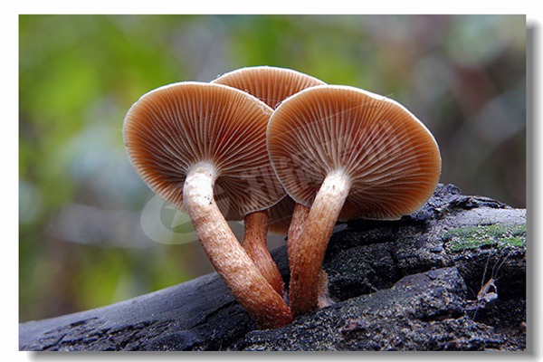 每小时3000升锅炉价钱