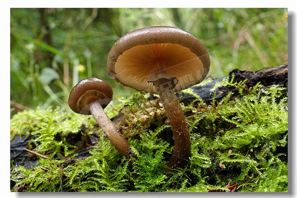 2吨天燃气热水锅炉厂商哪家性价比高？