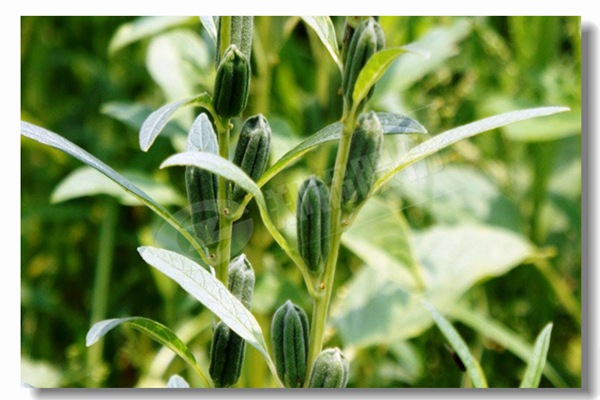 循环流化床锅炉内有传热历程有哪些？